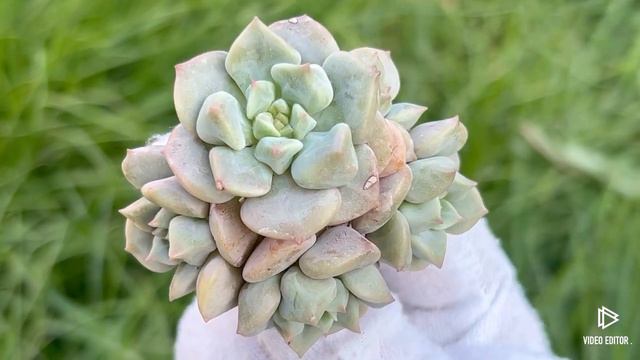 Echeveria ‘Cream Puff’