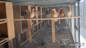 Голуби индианы (barbs pigeons) часть 2