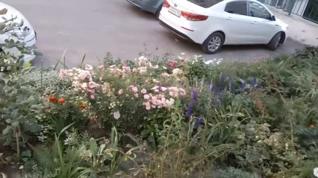 Прекрасные цветы во дворе дома у Волги в начале осени. смотреть онлайн