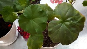 Всего ОДНА ЛОЖКА азофоски или монокалийфосфата УКРЕПИТ растения! Когда ЛУЧШЕ? Как правильно удобрят