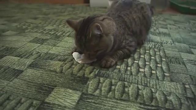 Кот и пакетик валерианы смотреть онлайн