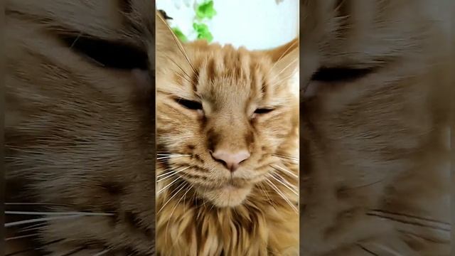 МЯУ МЕЙКУН смотреть онлайн