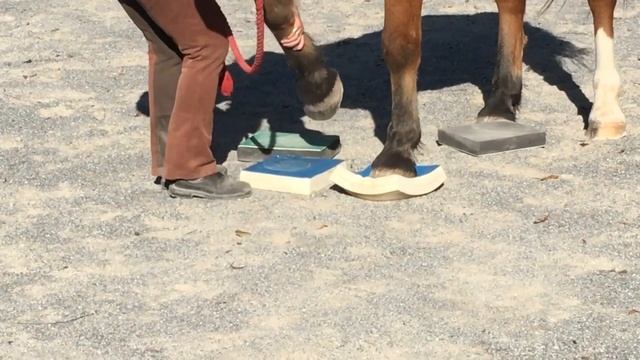 Quick Start Guide for SURE FOOT Equine Stability Program смотреть онлайн