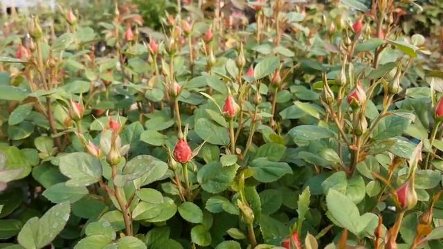 Цветение мини роз смотреть онлайн