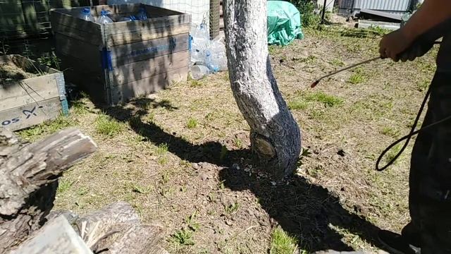 Справимся!!! Как избавиться от тли и муравьев на яблонях Устранить вредителей сада смотреть онлайн