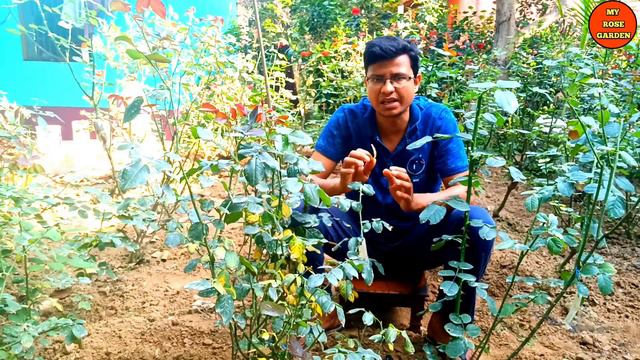 কেন গোলাপ গাছের পাতা হলুদ হয়ে ঝরে যাচ্ছে?এর সমাধান জেনে নিন#The leaves of the rose tree are yellow смотреть онлайн