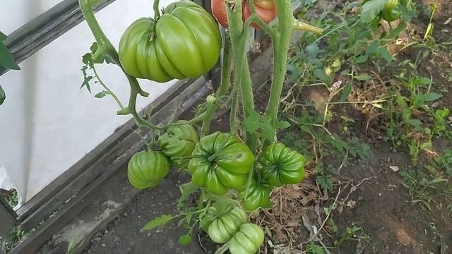 Достаточно одного корня, чтобы насладиться вкусом/Томат для теплицы и открытого грунта/ Дача удачи смотреть онлайн