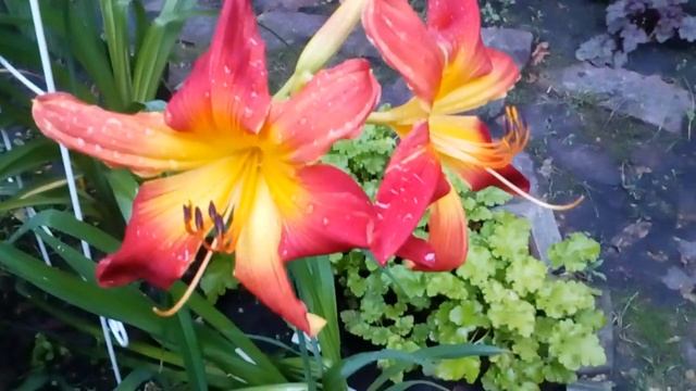 Юкка нитчатая ,два цветоноса! Олеандр белый,махровый.# юкка#олеандр #лилии #лилейники #мойсад июль2 смотреть онлайн