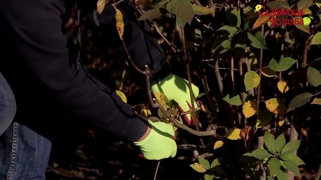 Гортензия метельчатая и древовидная. Осенняя и весенняя обрезка гортензии, формирование. смотреть онлайн