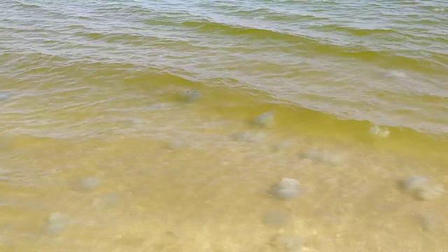 Федотова коса 2021 Медузы Федотка Кириловка смотреть онлайн