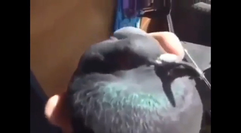 Нехороший голубь - Культурный перевод смотреть онлайн