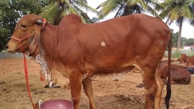COMPLETE DETAILS ABOUT GIR COW IN KANNADA. #GIR. #GIRCOW. #GUJARATGIRCOW. смотреть онлайн
