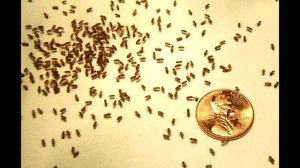 Как избавиться от мошек в доме и на кухне