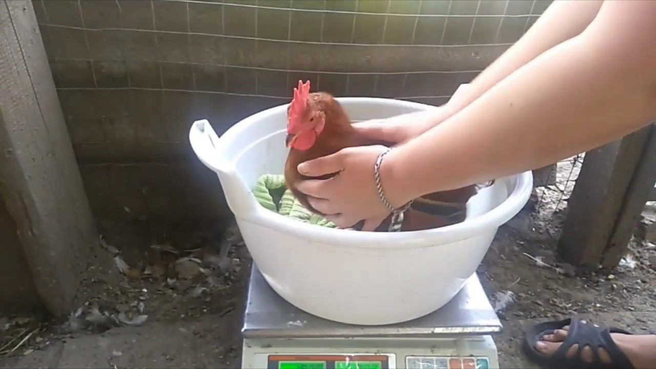 Взвешивание. ЦВЕТНОЙ БРОЙЛЕР 3 месяца; Лавандовые утята вес в месяц; Гуси Линда вес в 20 дней; смотреть онлайн