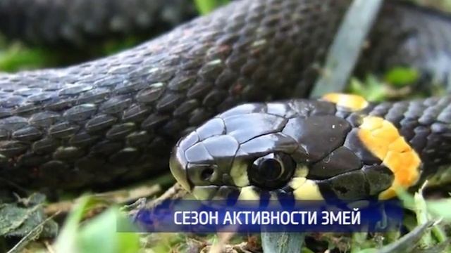 С приходом тепла в Оренбуржье активизировались змеи смотреть онлайн