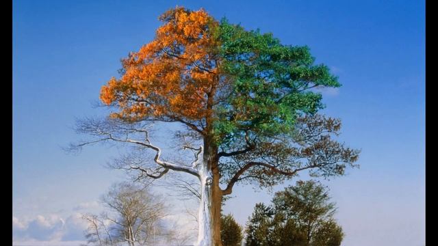 Vivaldi Four Seasons - Les Quatre Saisons