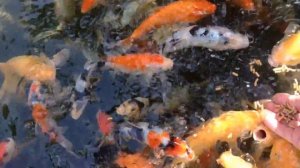 Карп Кои. Кормление Кои.