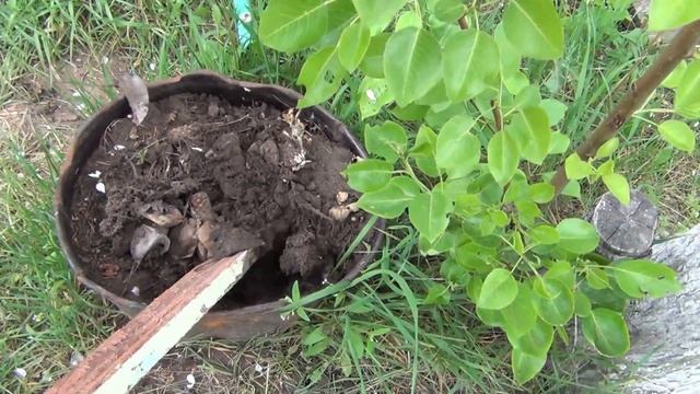 СРЕДСТВО ОТ МУРАВЬЕВ ИЗ СВЕТОФОРА ВЕЛИКИЙ ВОИН смотреть онлайн