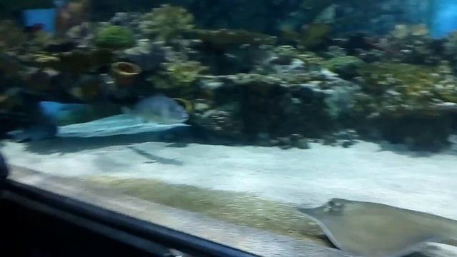 Tropicarium-Oceanarium в Будапеште смотреть онлайн