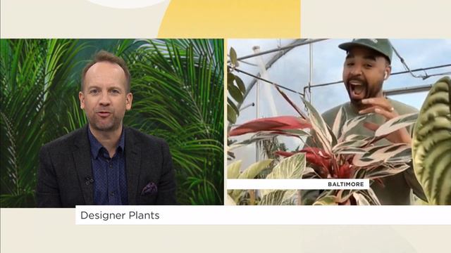 Designer plants you should know | Your Morning смотреть онлайн