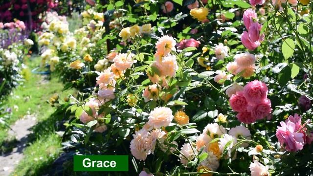 Розы Девида Остина. Все, что важно знать! смотреть онлайн