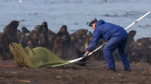 Волонтеры спасают тюленей из рыболовных снастей на Сахалине