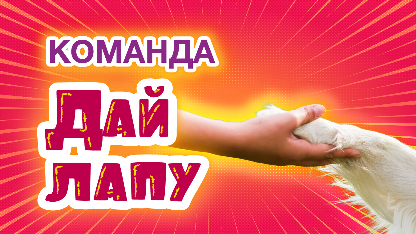 Команда ДАЙ ЛАПУ. Как научить смотреть онлайн