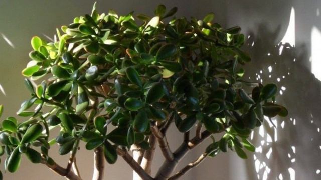 Многие держат дома денежное дерево. Но не догадываются какую пользу оно может нести смотреть онлайн