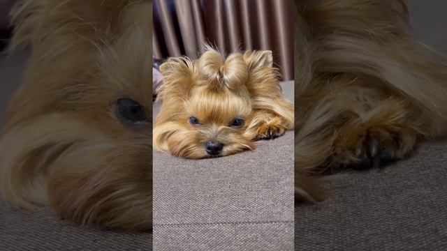 Прически для йорка. 6 разных вариантов #прически #прическидлясобак#прическаддляйорка смотреть онлайн