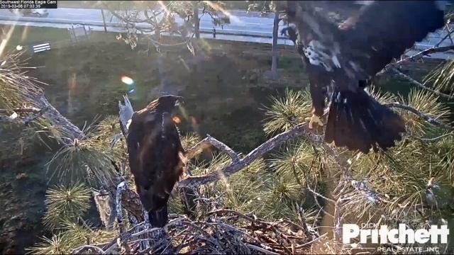 SWFL~Great wingercizing on veranda by E12~7:03 AM 2019/03/08 смотреть онлайн