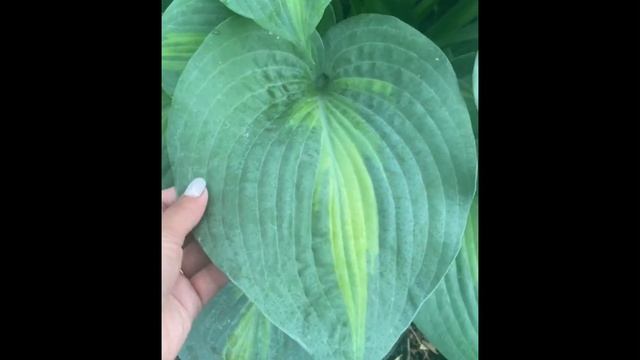 Хоста "Сент Поль" - Hosta "Saint Paul" сад хост в Бийске. Hosta garden смотреть онлайн