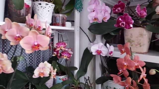 Дневник ОРХОМАНА февраль 24г #3 - РЕДКОСТЬ впервые ЗАЦВЕЛА! смотреть онлайн