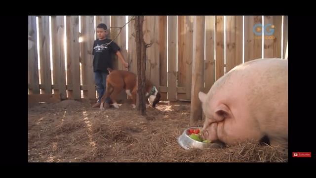 Ima Survivor Sanctuary: The Story Of US смотреть онлайн