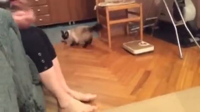 Невская маскарадная кошка смотреть онлайн
