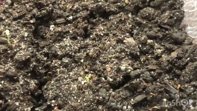 Сажаем петунию на рассаду.Глориоза смесь.Лавина пурпурная F1. и др.Часть 2 + пересадка!