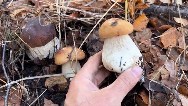 ГРИБЫ МУТАНТЫ АТАКУЮТ! ШОК НЕ ОЖИДАЛИ ТАКОГО! СКАЗКА ПРОДОЛЖАЕТСЯ! смотреть онлайн