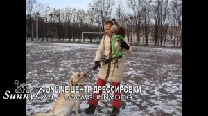 Как правильно познакомить двух собак, чтобы они подружились? Важные нюансы, которые необходимо знат