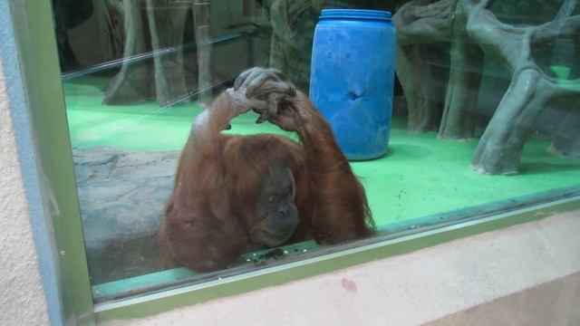 Орангутан грызёт семечки и размышляет о жизни // 2019 год смотреть онлайн