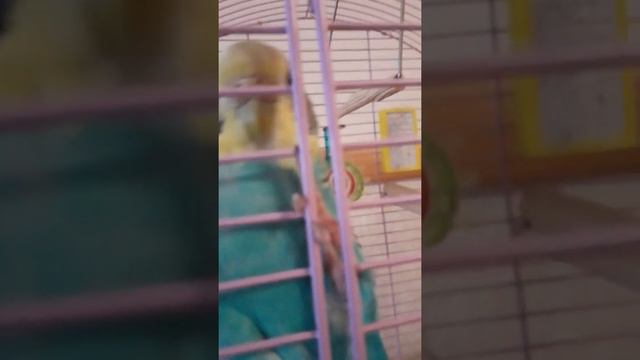 Как стать ЖиРнЫм ПоПуГаЕм! Покажем как стать!!! Смотреть всем! смотреть онлайн