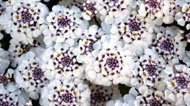 ТОП 10 ЛУЧШИХ ЦВЕТУЩИХ ПОЧВОПОКРОВНЫХ Многолетников - И ПОЛОТЬ НЕ НАДО ! смотреть онлайн