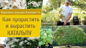 Как прорастить и вырастить катальпу?!