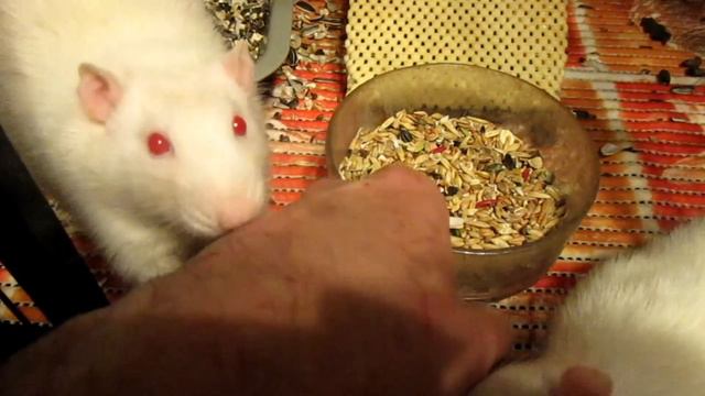 Вистарам овес, или крысы зажравшиеся! (Fancy Rats | Декоративные Крысы) смотреть онлайн