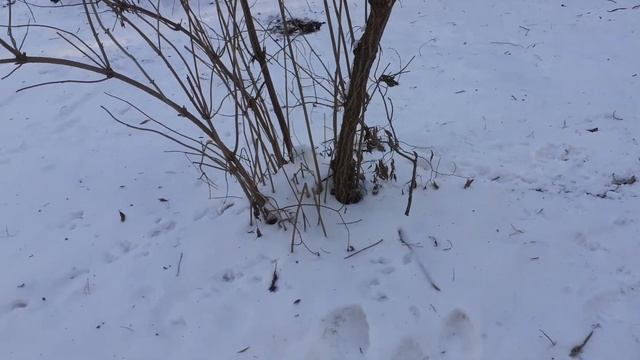 Бузина корейская в начале ноября. Небольшой обзор. смотреть онлайн