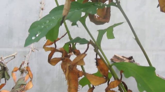 Extatosoma tiaratum смотреть онлайн