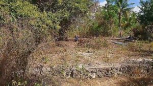 Стройка на Филиппинах 1 - С Чего Начинается Стройка,  Разметка, Спасение деревьев, Манго и Пальма