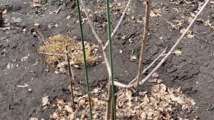 Формировка черешни кустом. Весеняя формирующая обрезка.