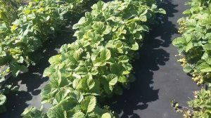 Клубника Ада! Супер урожайный сорт!