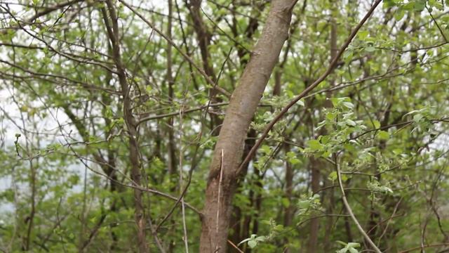 А скоро листья появятся Soon the leaves will appear смотреть онлайн