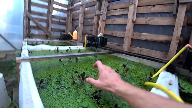 Тепличка в конце августа. Ряска атакует смотреть онлайн