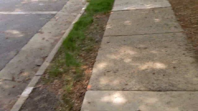 Brood X Cicadas in Virginia, 2021 смотреть онлайн